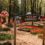 Tulip Forest at Maan Farms - Photo by David Kvocak, Supplied by Maan Farms