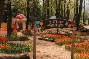 Tulip Forest at Maan Farms - Photo by David Kvocak, Supplied by Maan Farms