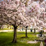 Vancouver Cherry Blossom Festival - Trees - Miss604 Bollwitt Photo