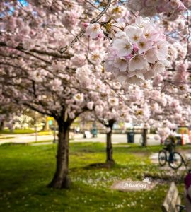 Vancouver Cherry Blossom Festival - Trees - Miss604 Bollwitt Photo