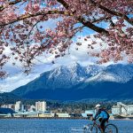 Vancouver Cherry Blossoms Bollwitt Miss604 Photo