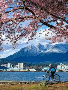 Vancouver Cherry Blossoms Bollwitt Miss604 Photo
