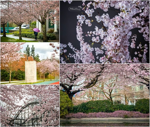 cherry blossom collage by miss604 bollwitt photos