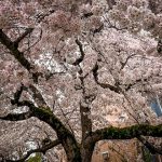 Cherry blossoms in Vancouver - Miss604/Bollwitt photo