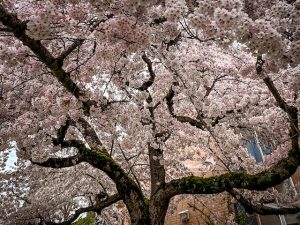 Cherry blossoms in Vancouver - Miss604/Bollwitt photo