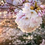 vancouver cherry blossom whitecaps match is coming up march 15