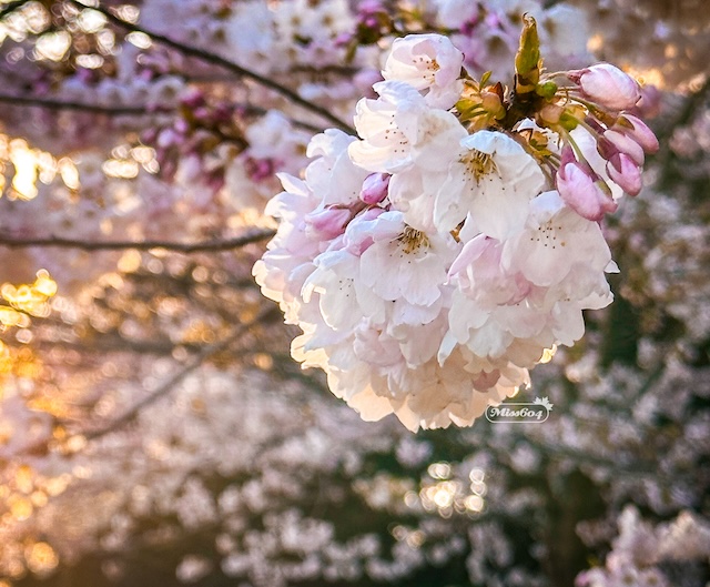 vancouver cherry blossom whitecaps match is coming up march 15