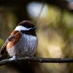 Vancouver Bird Celebration - Miss604 Photo