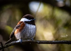 Vancouver Bird Celebration - Miss604 Photo