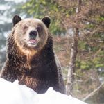 Grinder the Grizzly - Photo supplied by Grouse Mountain