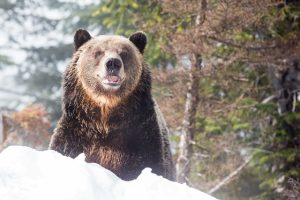 Grinder the Grizzly - Photo supplied by Grouse Mountain