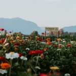 Greendale Acres Chilliwack - Corn Festival and Flowers