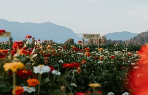Greendale Acres Chilliwack - Corn Festival and Flowers