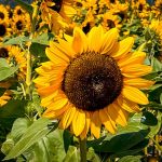sunflower festival miss604 photo