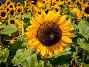 sunflower festival miss604 photo