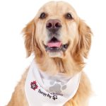 St. John Ambulance Therapy Dog Photo