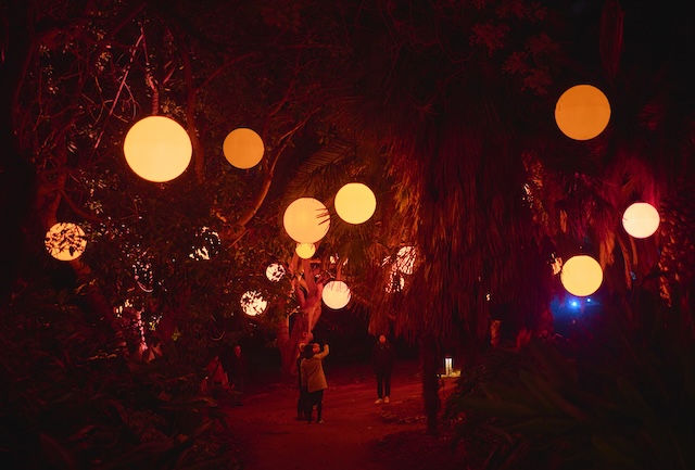 Astra Lumina in Stanley Park - Photo Submitted