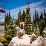 Whistler Outdoor Festival - Marmots Blackcomb - Miss604 Photo