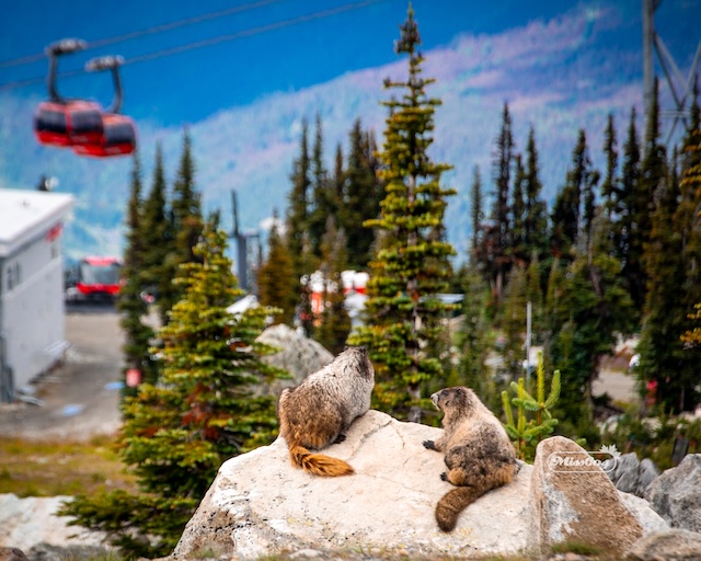 Whistler Outdoor Festival - Marmots Blackcomb - Miss604 Photo