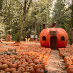 Maan Farms Halloween Pumpkins