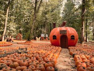 Maan Farms Halloween Pumpkins